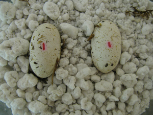 gecko eggs