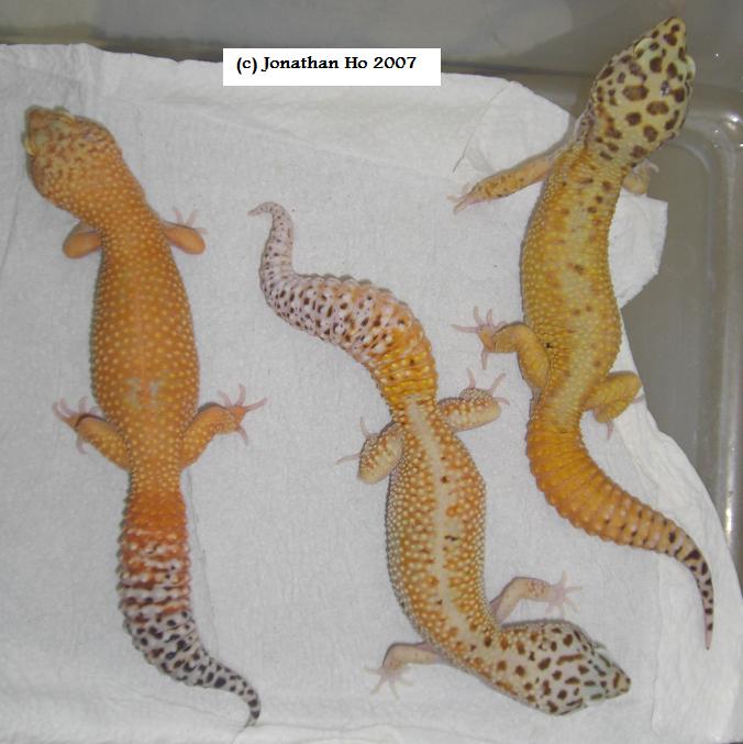 Offspring produced by author showing variation of body coloration, body patterns and carrottail percentage.
