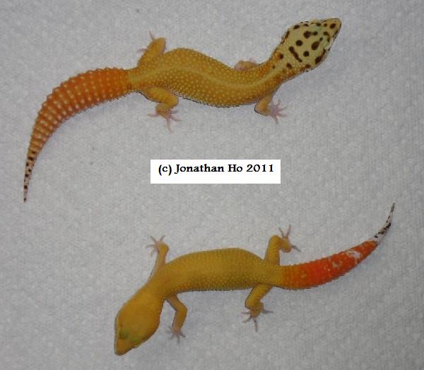 leopard gecko carrot tail