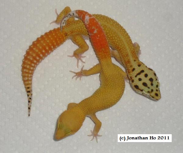 super hypo tangerine carrot tail leopard gecko