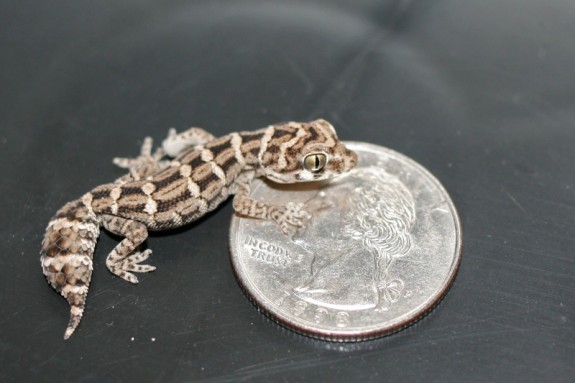 2 month viper gecko