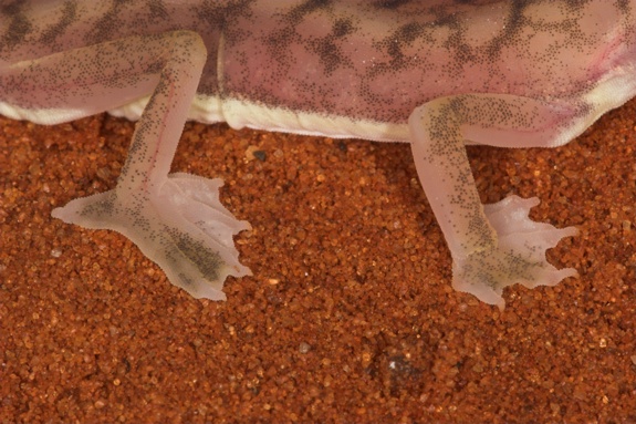 Web foot gecko