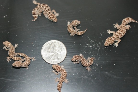 hatchling viper geckos