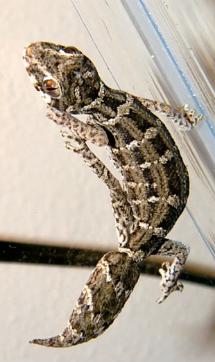 climbing viper gecko