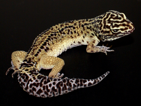 Halloween Mask Leopard Gecko