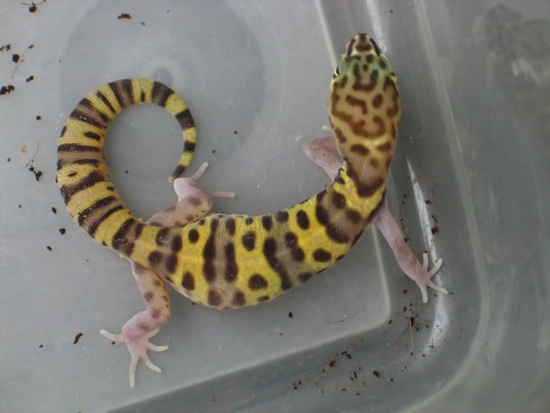 banded gecko female