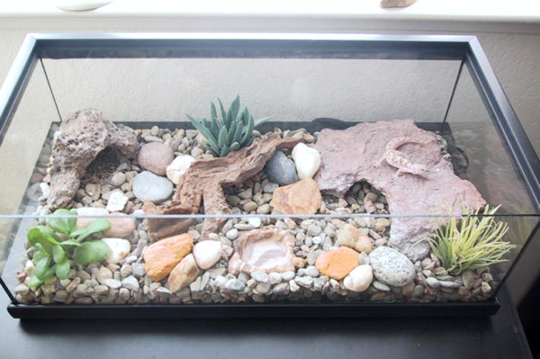 Gecko enclosure best sale