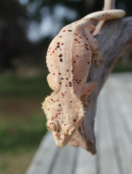 super dalmation crested gecko