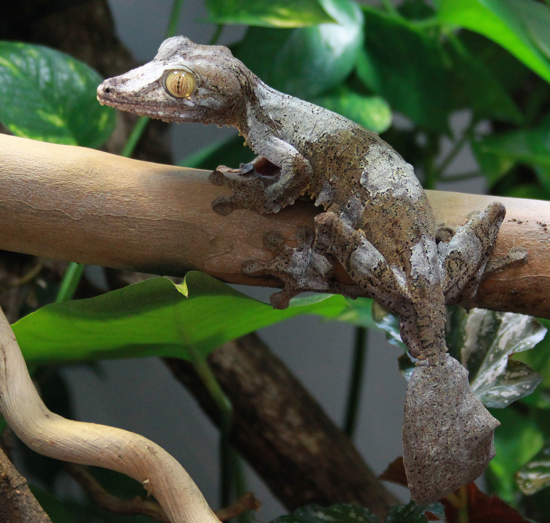 Uroplatus Fimbriatus Lineatus