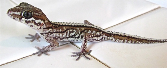 pictus gecko