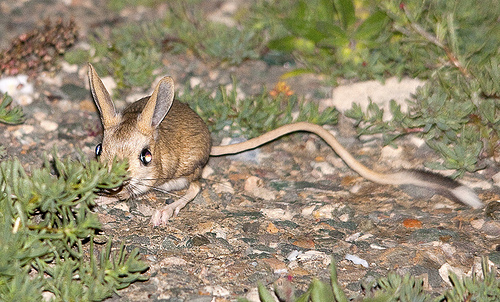 Jerboa