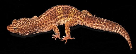 Bubba Wild Type Leopard Gecko