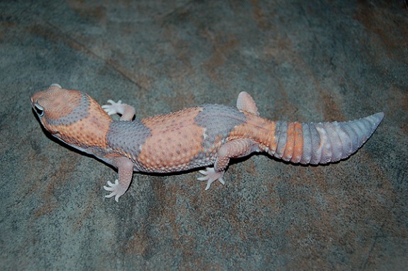 Adult Albino Fattail Gecko, by Gecko Babies
