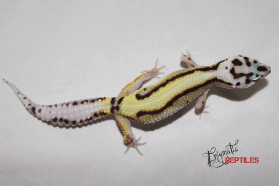 Bold stripe leopard gecko