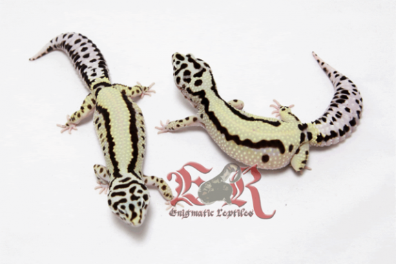 Bold Stripe leopard gecko