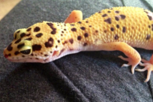Filling in the Gap: Gecko Rescue