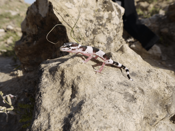 leopard-gecko.indexed