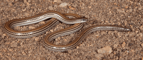Aprasia striolata - Lined Worm Lizard.indexed