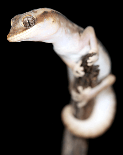 Diplodactylus granariensis - Western Stone Gecko.indexed
