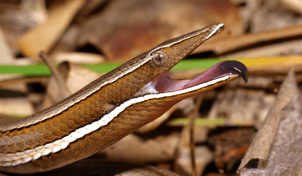 Field Herping in Australia - Gecko Time