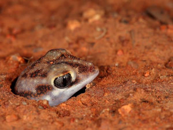 Rhynchoedura ormsbyi - Beaked Gecko