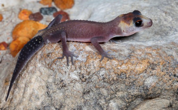 Underwoodisaurus milii - Patternless Thick-tailed Gecko