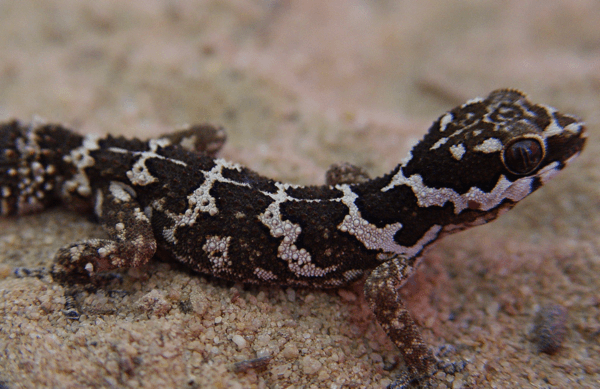Pachydactylus barnardi - young male