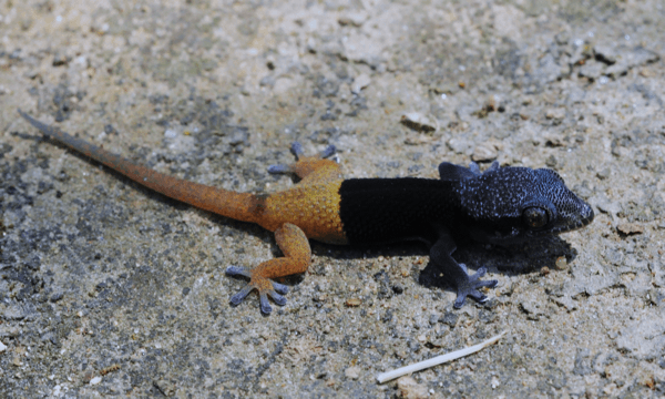 Pachydactylus sp. - juvenile Epupafalls