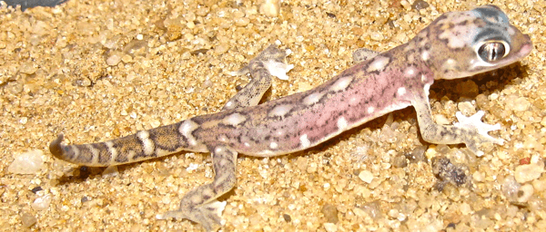 Pachydactylus vanzylii