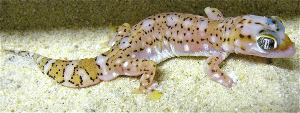 Pachydactylus vanzylii