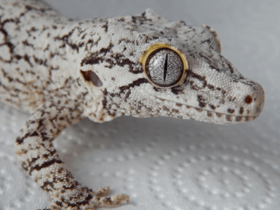 Reticulated gargoyle gecko