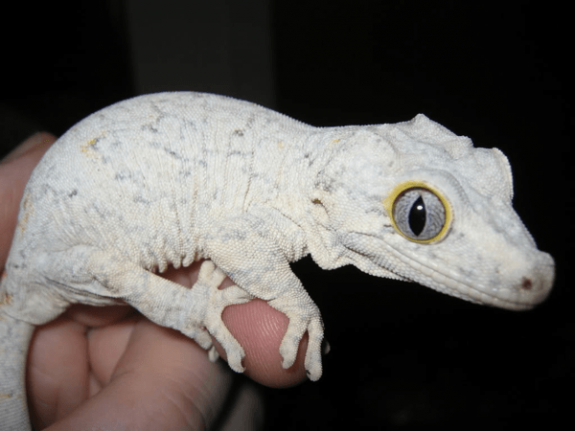 White gargoyle gecko
