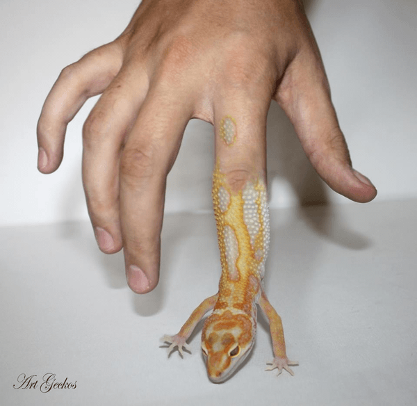 Art Geckos Finger.indexed