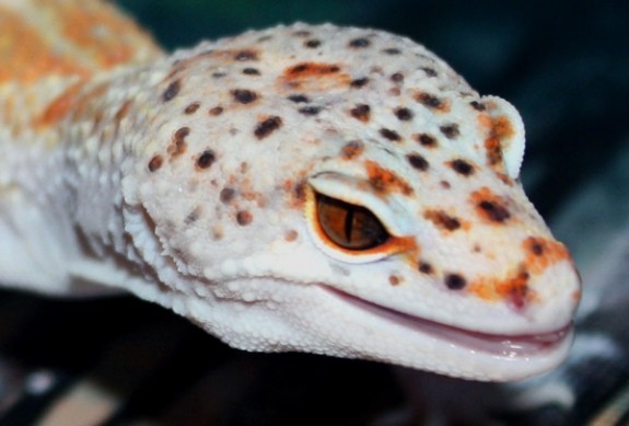 Engima Leopard Gecko