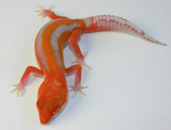 bell leopard gecko