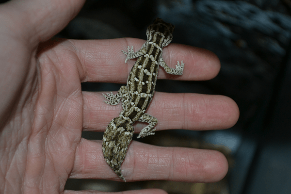 Male Viper Gecko