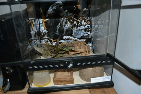 Viper Gecko Setup