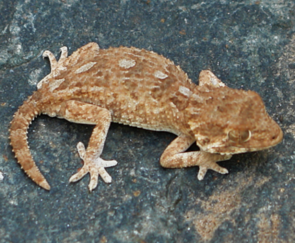 Geckonia chazalae - female