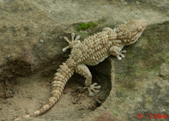 Tarentola boehmei - female