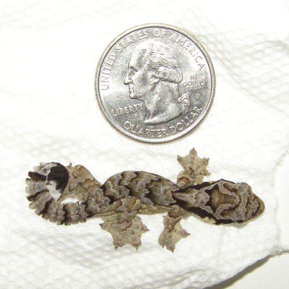 Flying Gecko Hatchling