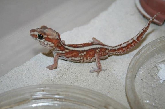 Pictus Gecko