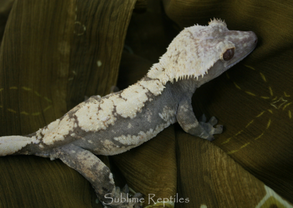 crested-gecko-light