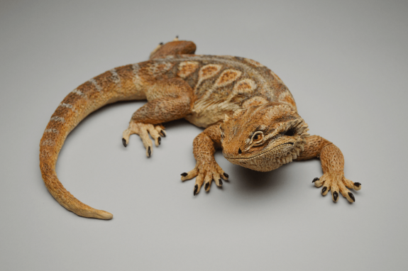 Bearded dragon sculpture