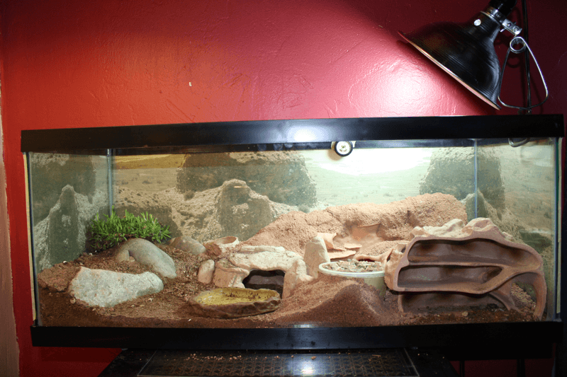 Played around with my excavator clay and thought I might make a cave I  could see into so worth it. : r/leopardgeckos