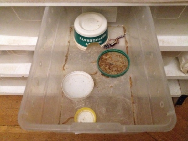 leopard gecko plastic tub