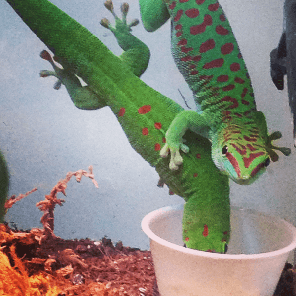 day-geckos