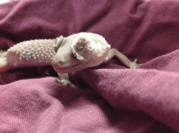 Eyelid Dysecdysis in Leopard Geckos Gecko Time