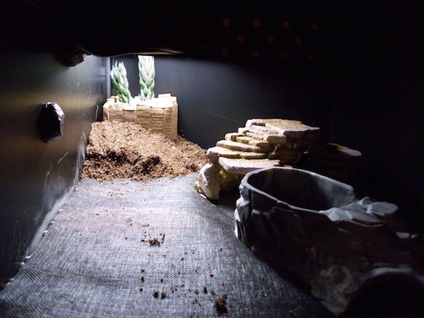 Rebuilding A Leopard Gecko Enclosure Using The Excavator Clay Cavern Kit. 