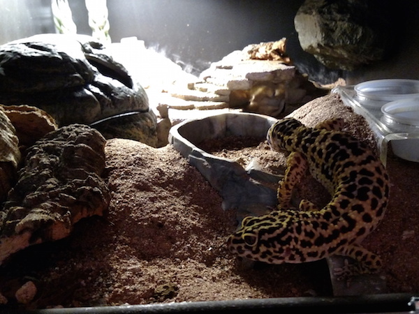 Rebuilding A Leopard Gecko Enclosure Using The Excavator Clay Cavern Kit. 