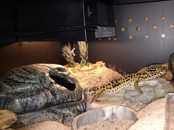 Creating a Bioactive Leopard Gecko Setup Gecko Time